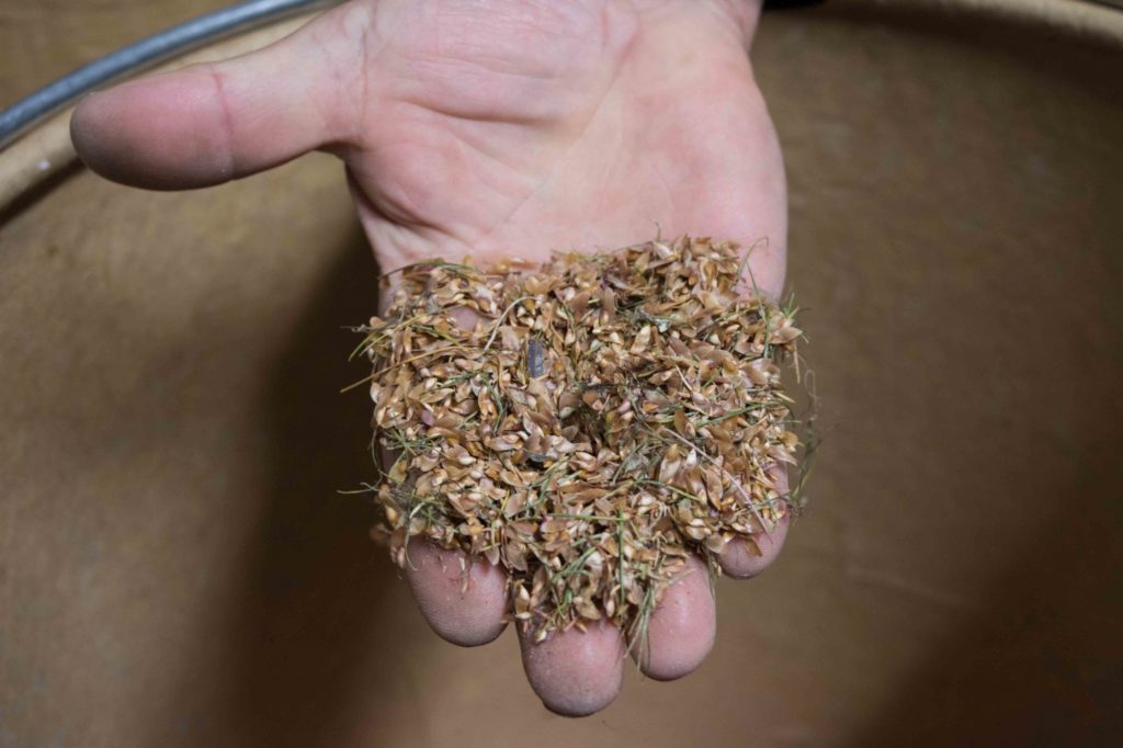 tree seeds