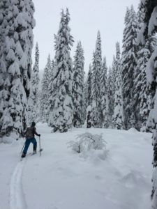 Upper Ross Creek Skiier