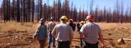 remnants of the Eiler Fire which burned 33,000 acres in July 2013. Credit: JRO