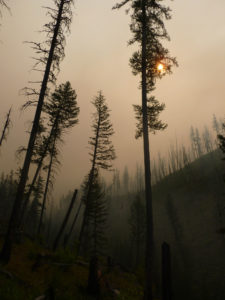 South Fork Flathead River valley in the Bob Marshall Wilderness, in lower Damnation Creek. Photo credit. Andrew J. Larson