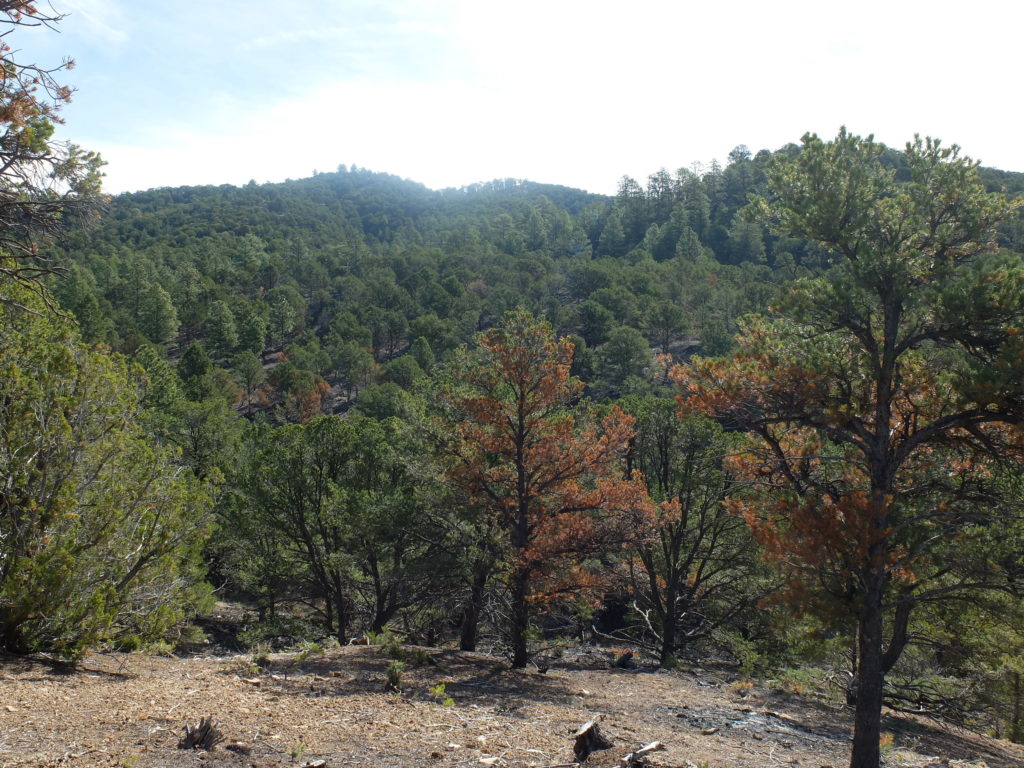 The Greater Santa Fe Fireshed Coalition leads the way in New Mexico's efforts to restore watersheds