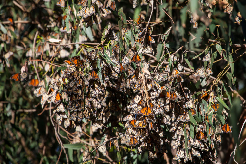 Clusters of butterflies gather in the trees to conserve energy. They can look like layers of shingles on a roof. Photo: Ralph George