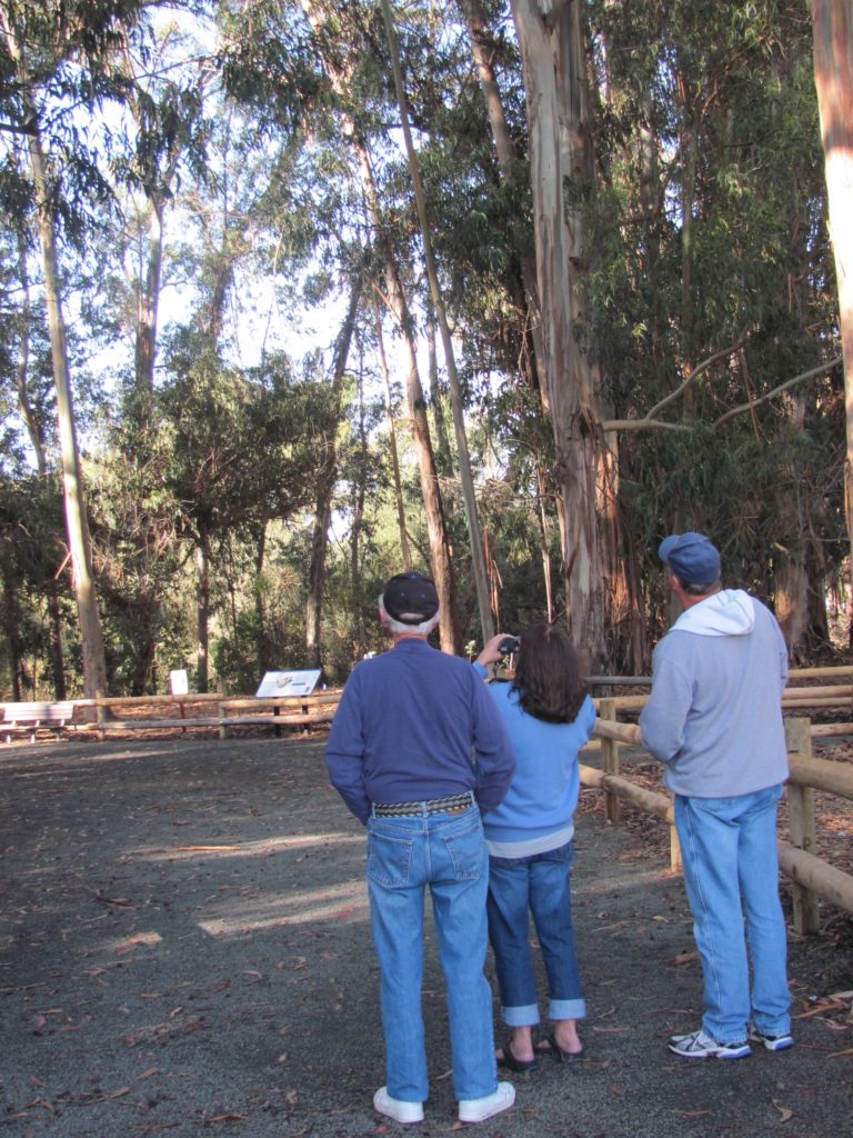 Docents greet visitors to Pismo Beach State Park during butterfly season, pointing out clusters and explaining the Monarchs' migratory story.