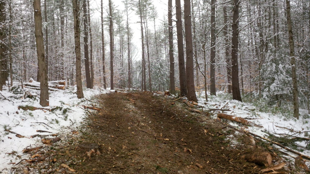 Forest thinning in Claremont, N.H. (Stillwater Forestry)
