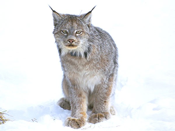 The U.S. Fish and Wildlife Service reversed course late last week and made a recommendation to remove endangered species protections from lynx.