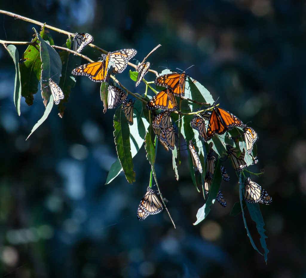 Look carefully, or you might mistake the clusters of Monarchs for autumn leaves.