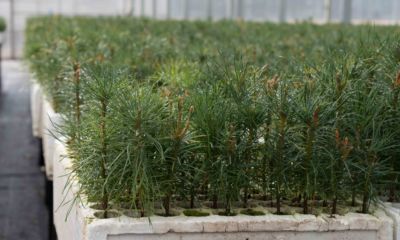 Forest Service seedlings