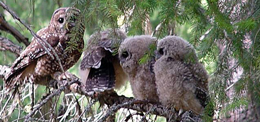 Northern spotted owls