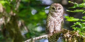 spotted owl