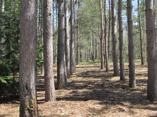 Michigan CCC