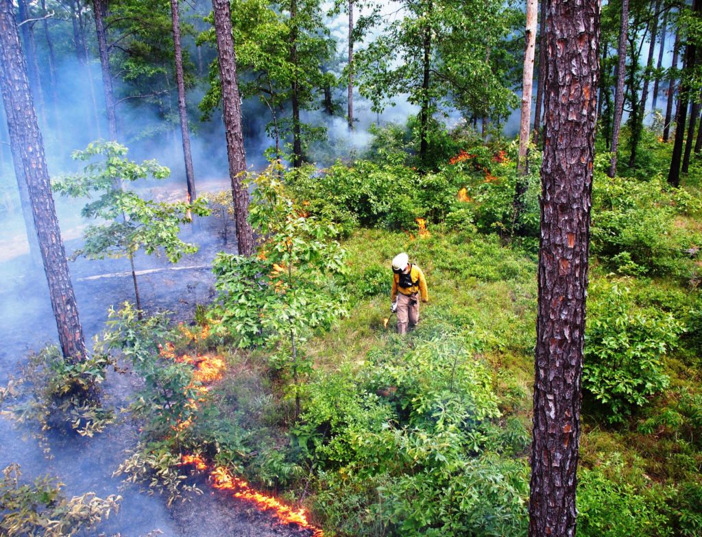 Pine Country: Bringing Back Longleaf Pine Forests